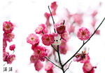 Ngắm hoa đào Hàng Châu bung nở ngày cuối xuân